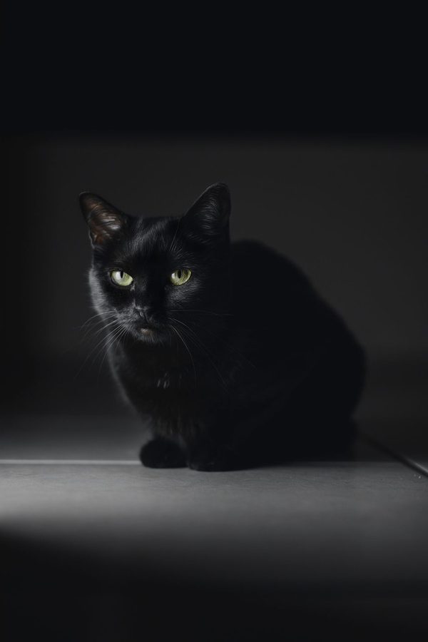 A black cat sitting in a dark room