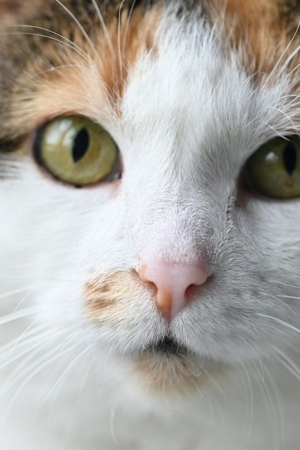 A real photo of a calico cat with green eyes