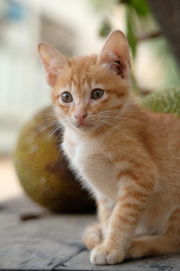 A ginger kitten sitting outdoors