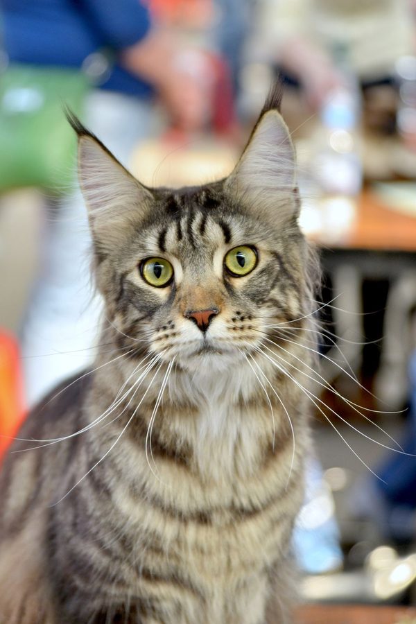 A Maine Coon cat with ear tufts