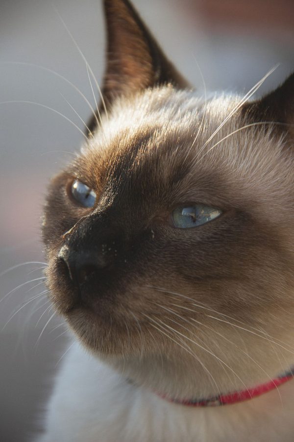 A Siamese cat with blue eyes