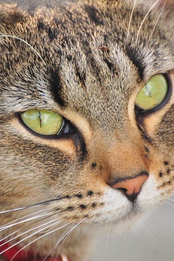 A close-up of a tabby cat with green eyes