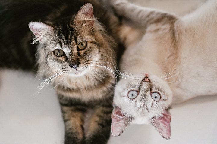 A tabby cat and a white cat lying together