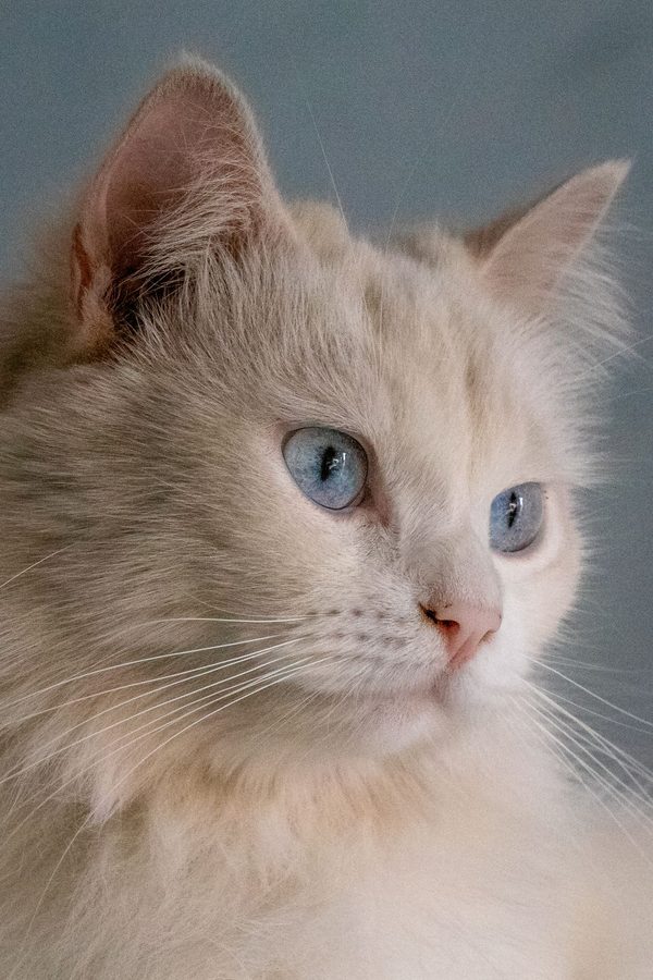 A fluffy white cat with blue eyes